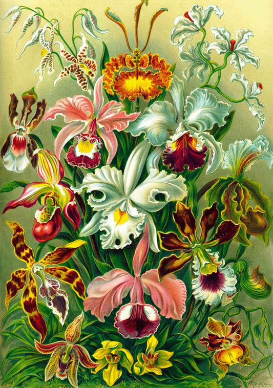 Ernst Haeckel Puzzle Orchid (1000 pieces) 5908305247531