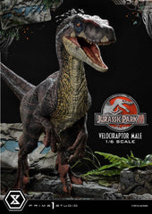 Jurassic Park III Legacy Museum Collection Statue 1/6 Velociraptor Male 40 cm 4580708048857