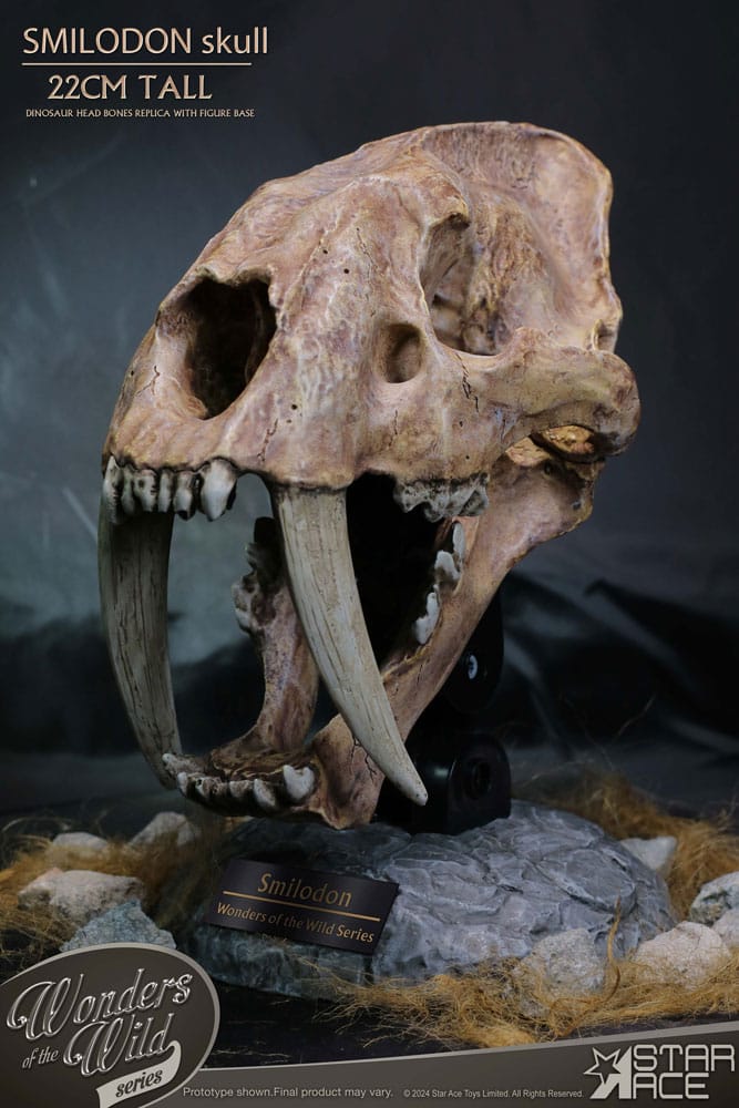 Wonders of the Wild Series Statue Smilodon Skull Fossil 22 cm 4897057885409