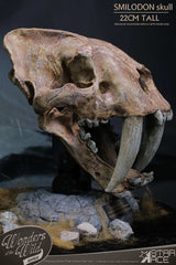 Wonders of the Wild Series Statue Smilodon Skull Fossil 22 cm 4897057885409