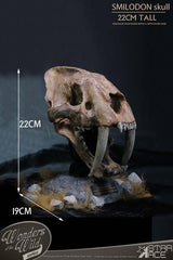 Wonders of the Wild Series Statue Smilodon Skull Fossil 22 cm 4897057885409