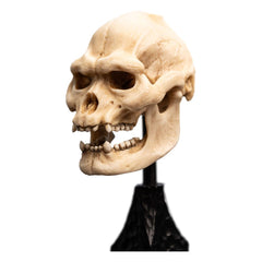 Lord of the Rings Mini Statue Skull of Lurtz 14 cm 9420024743560