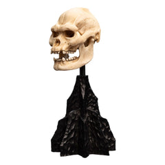 Lord of the Rings Mini Statue Skull of Lurtz 14 cm 9420024743560