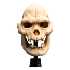 Lord of the Rings Mini Statue Skull of Lurtz 14 cm 9420024743560