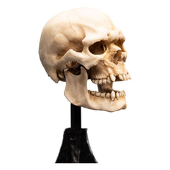 Lord of the Rings Mini Statue Skull of a Mordor Orc 14 cm 9420024745991