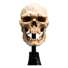 Lord of the Rings Mini Statue Skull of a Mordor Orc 14 cm 9420024745991